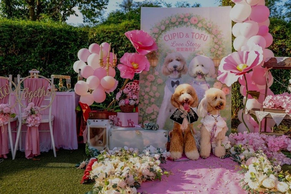 A ‘pawfect' union: Poodles charm the internet with S$5k garden wedding