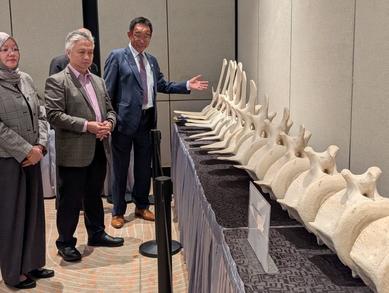 13m whale skeleton set to be S'wak museum attraction