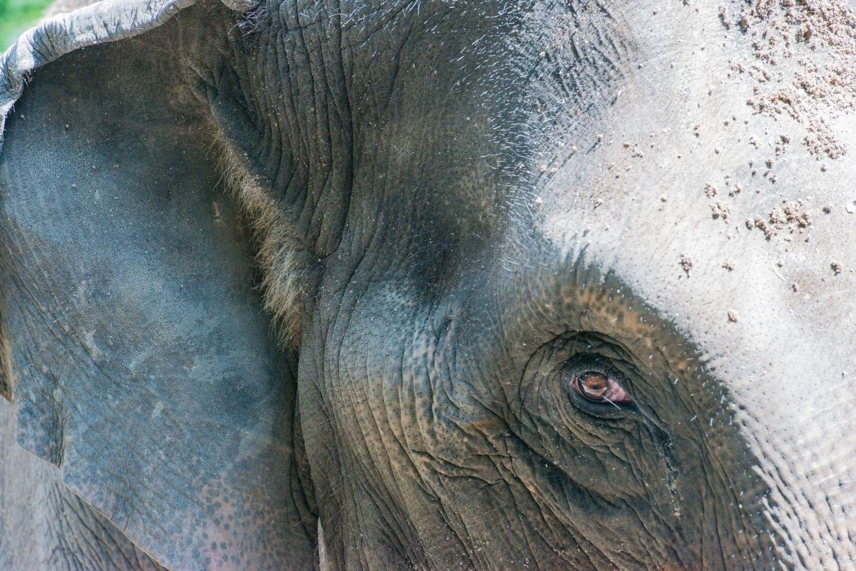 Tip off authorities on jumbo killings, Sabah villagers urged