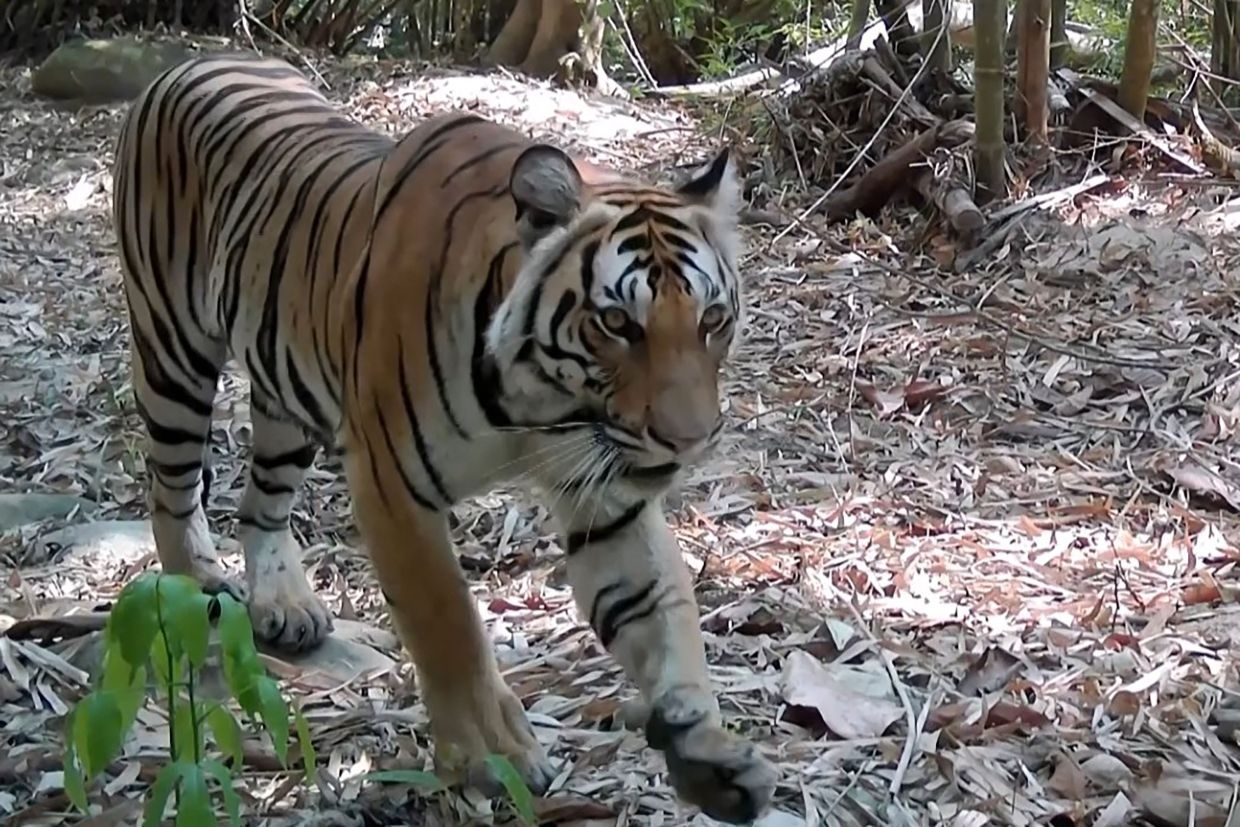 Thailand credits prey releases for 'extraordinary' tiger recovery