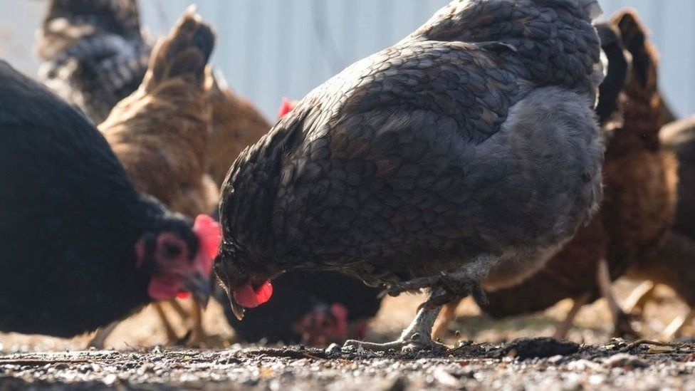 Middle-aged man in Cambodia dies of H5N1 bird flu