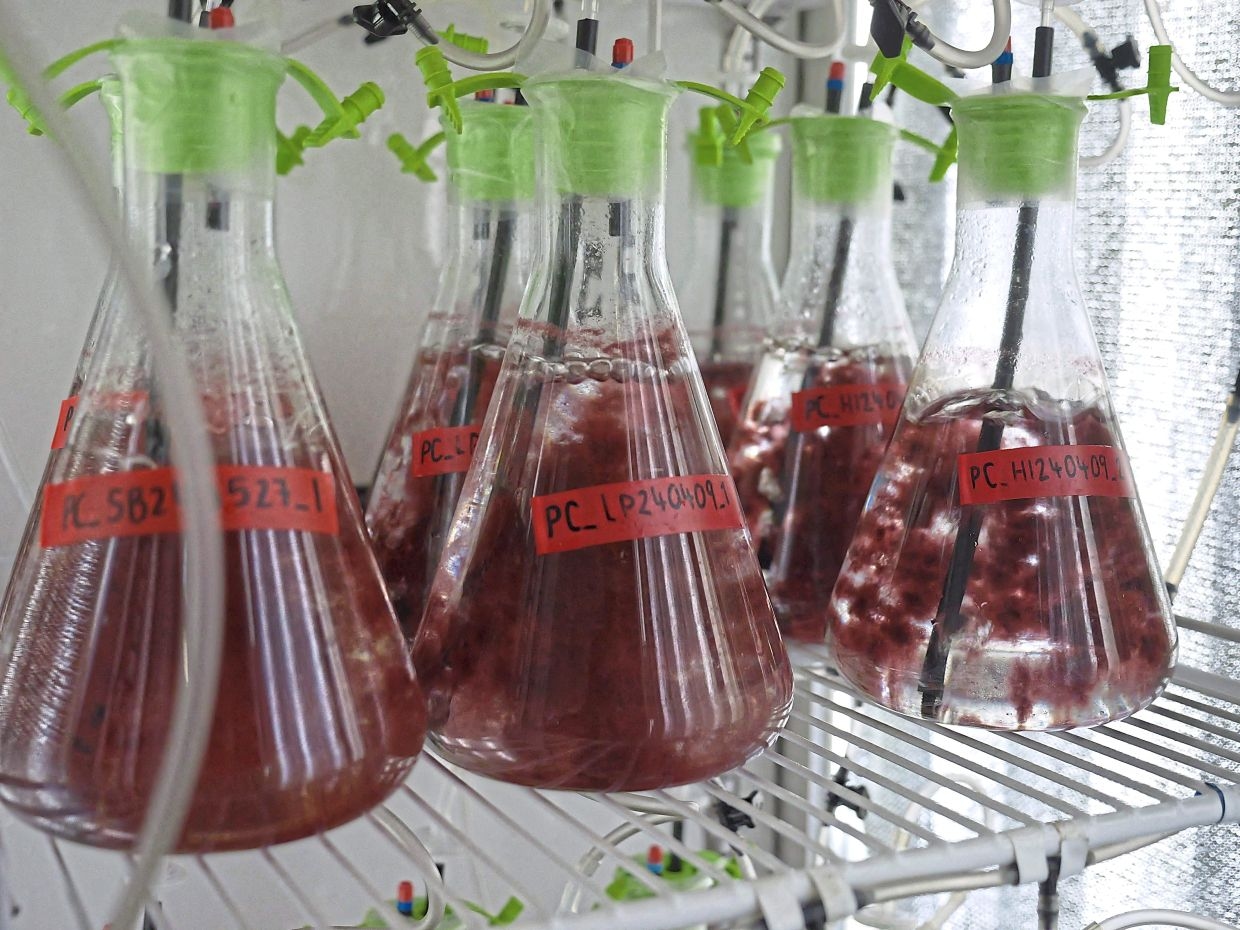 Curbing animal flatulence with seaweed, to help the planet