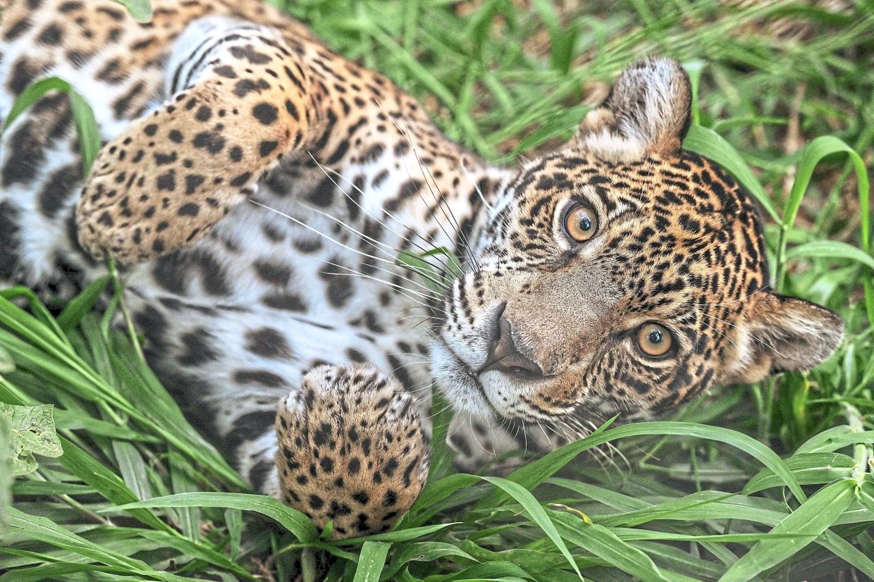 Jungle cats threatened by urbanisation