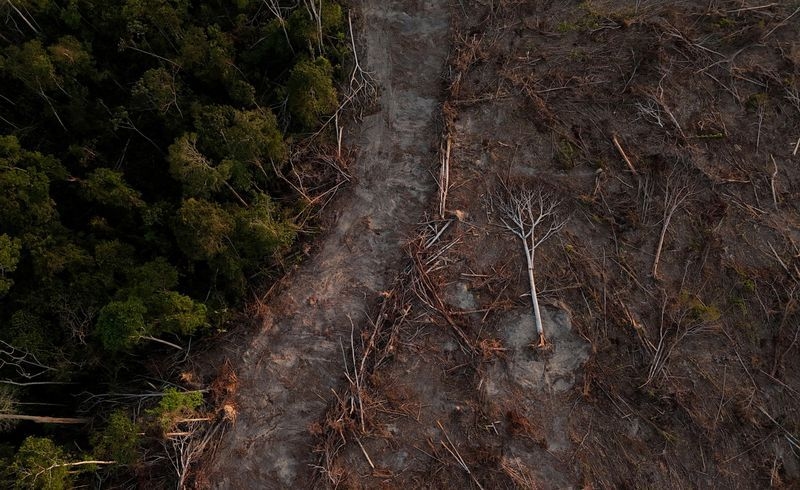Policymakers often ignore forest regeneration in fight against climate change, research finds