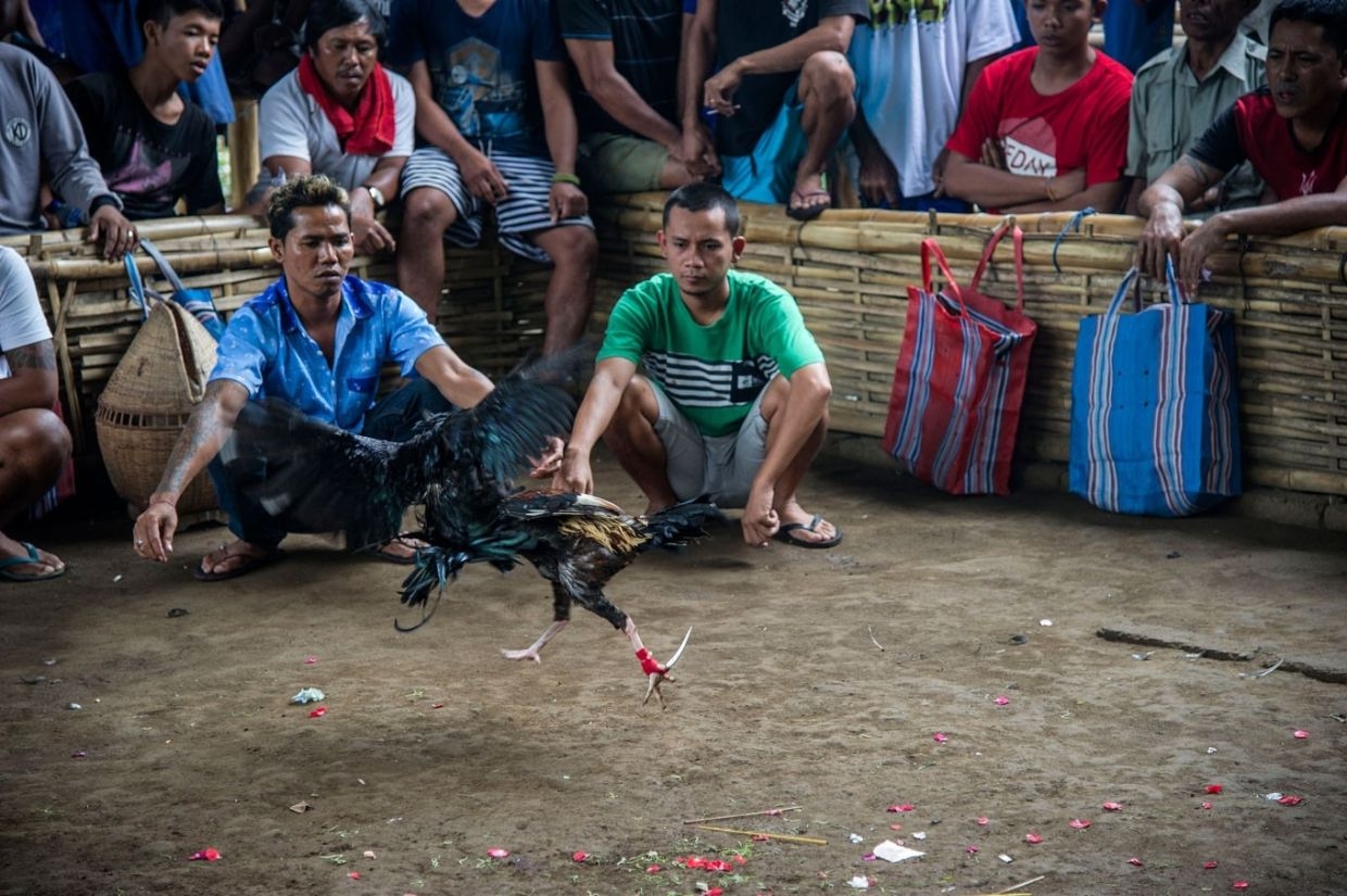 Bali mulls legalising cockfighting