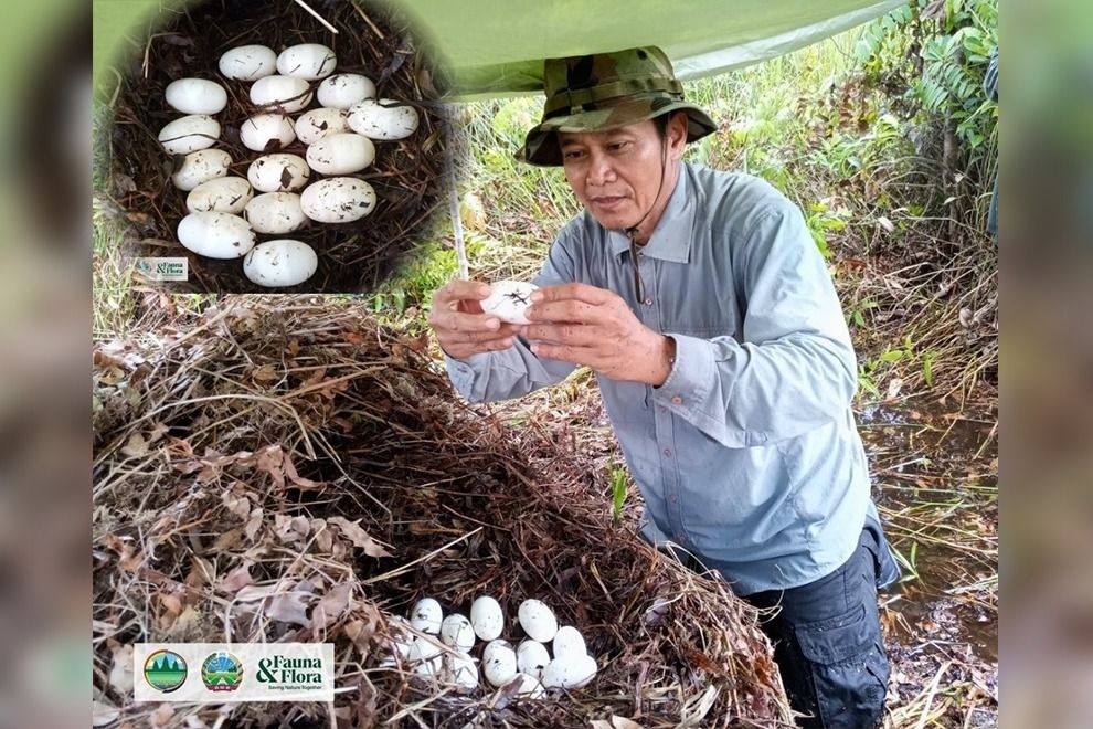 Siamese crocodile egg discovery bodes well for species' survival in Cambodia