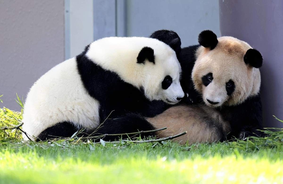 Ardent Japanese fans bid farewell to four lovable giant pandas as they return to China