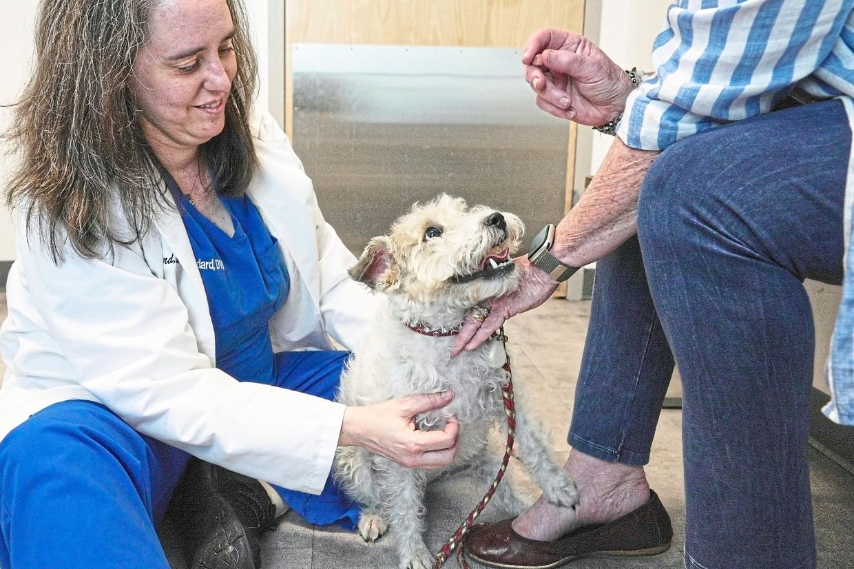 Dogs and cats get allergies too – here's how you can help them