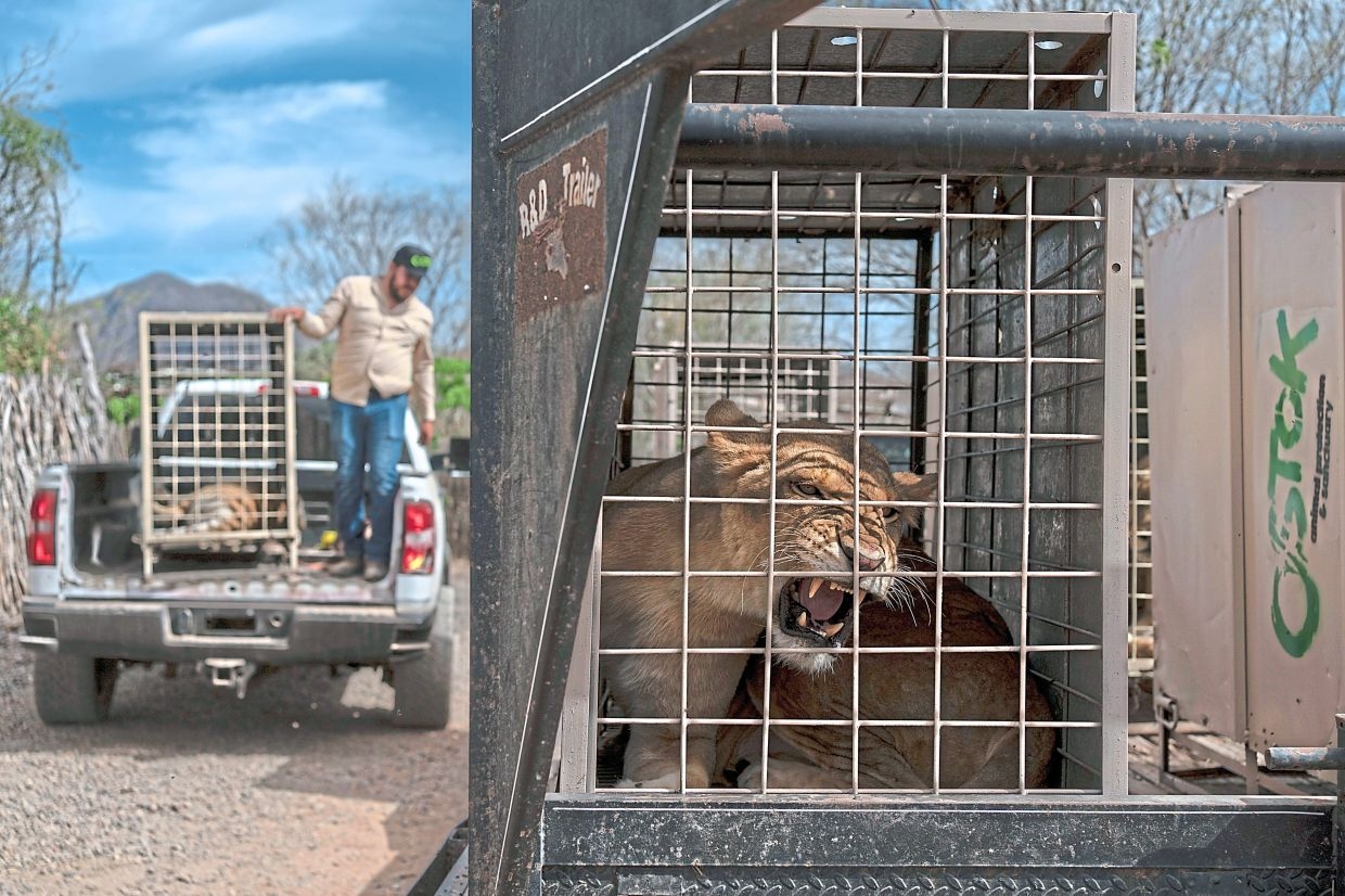 Animal exodus from cartel crossfire