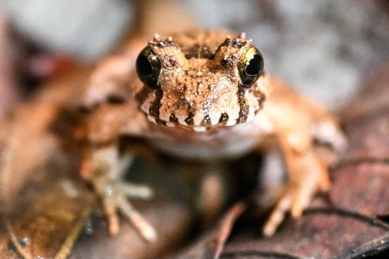 Ribbit! 'Frogging' is taking off in Sarawak's Kubah National Park