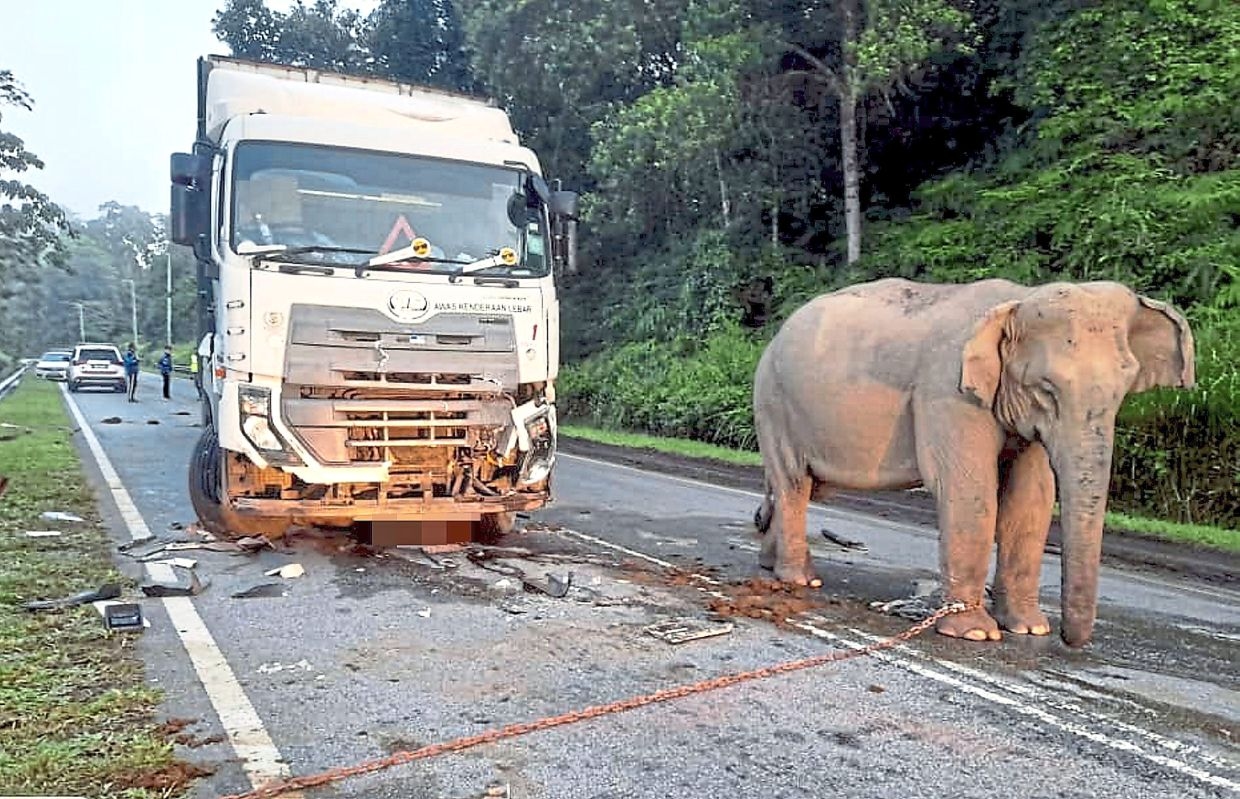 Ecowatch: At a crossroads over wildlife roadkil