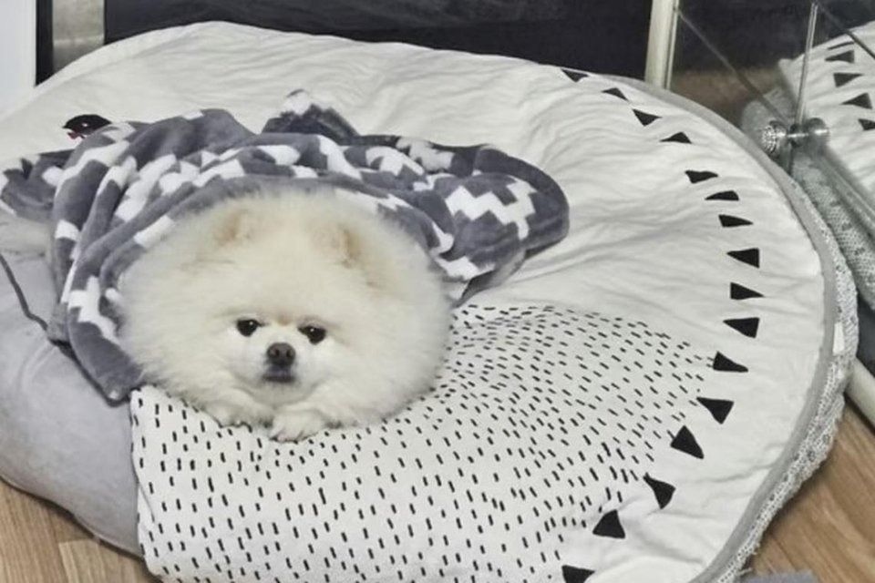 Dog barks family to safety in South Korea apartment fire