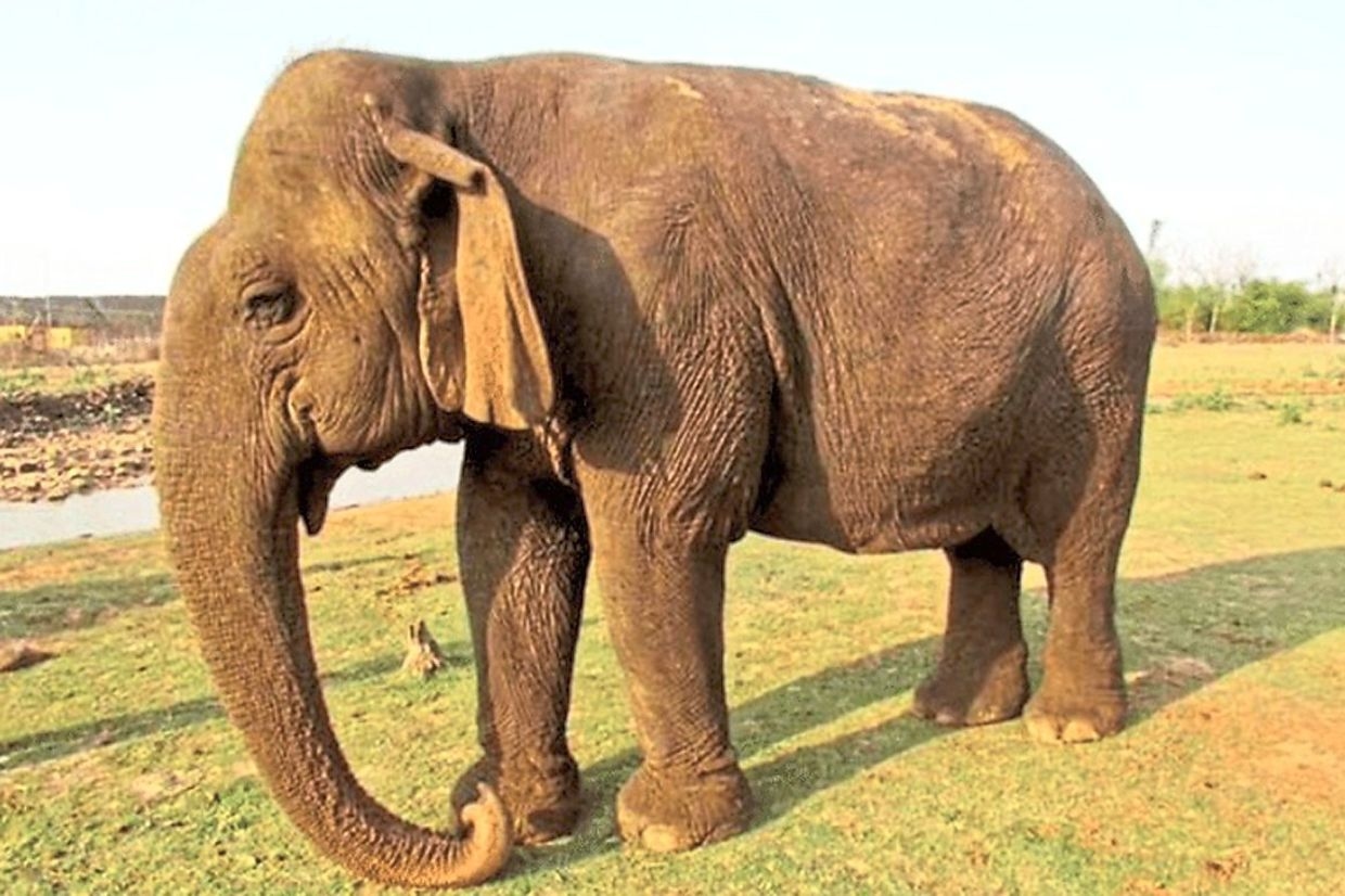 ‘Oldest' elephant in captivity dies