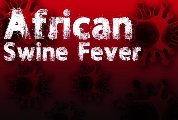 African swine fever confirmed at three Penang pig farms, 50 deaths reported