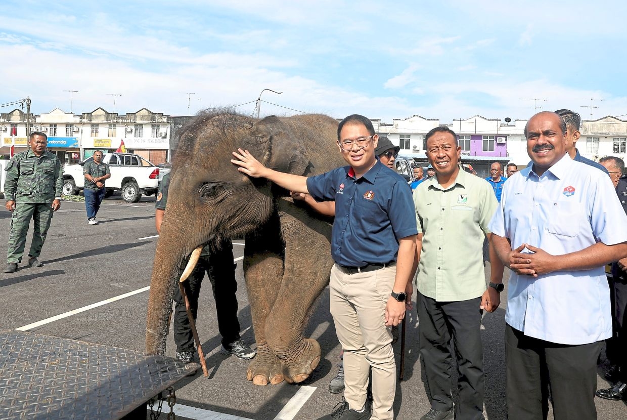 Special ops to translocate elephants begins in Johor