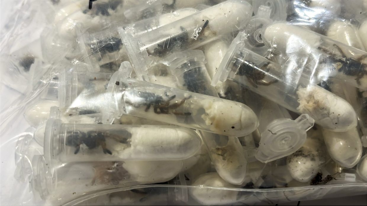 German customs officials find 1,500 tarantulas hidden in biscuit packaging from Vietnam