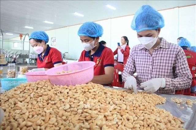 Vietnam targets US$4.5bil in cashew exports for 2025