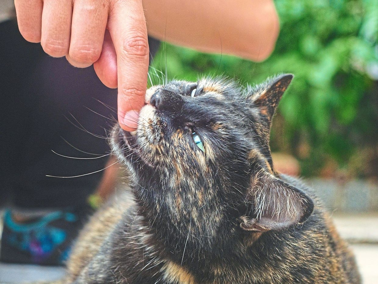 Is your cat ignoring you? That means it trusts you, or rather, your scent