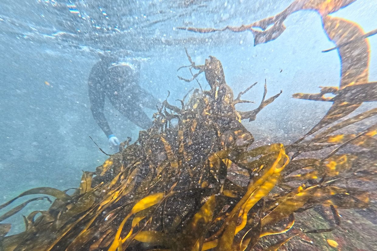 Chile's vital underwater forests under threat from mining, warming seas