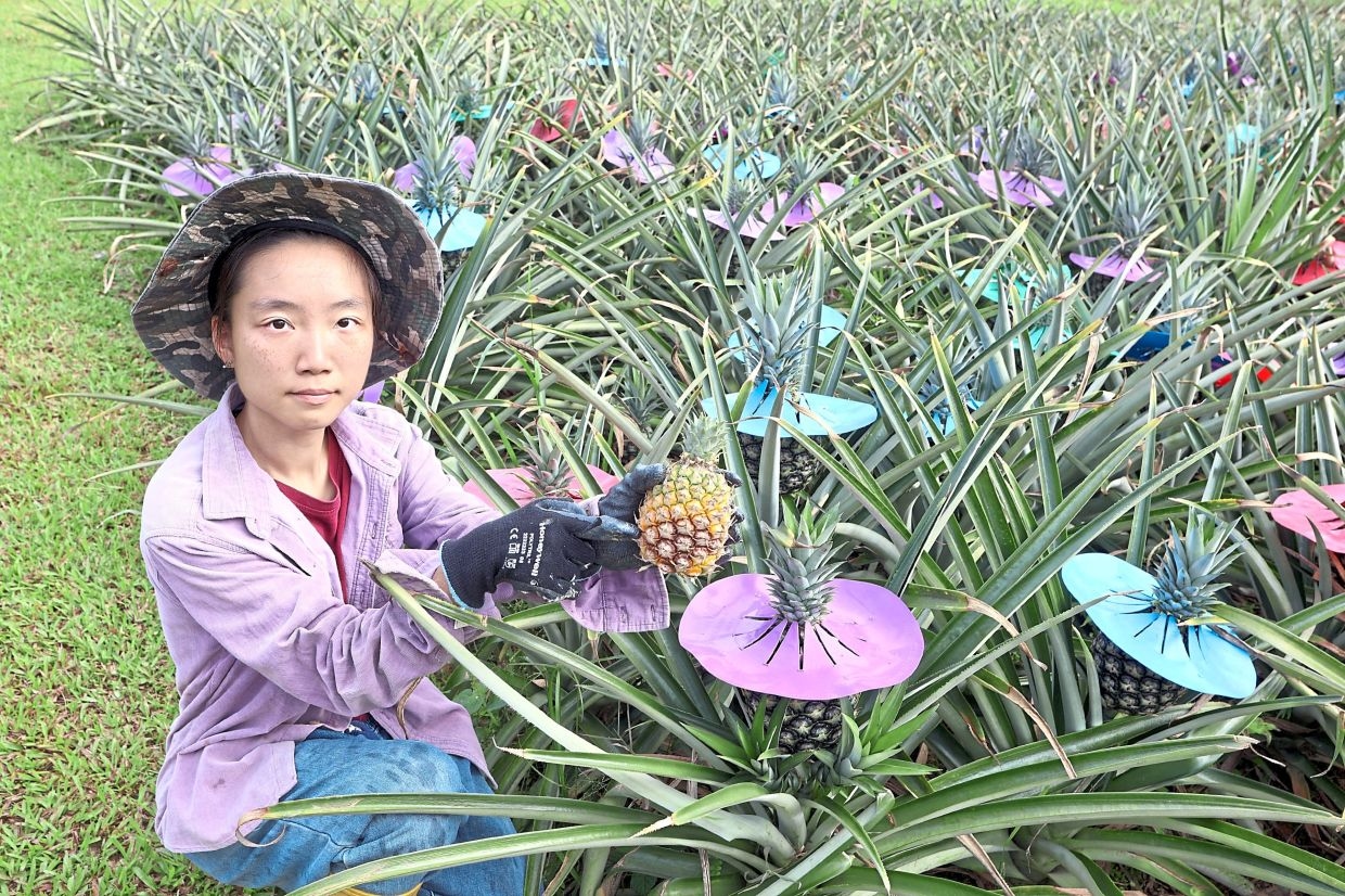 Special hats to fight fruit sunburn in Pekan Nanas