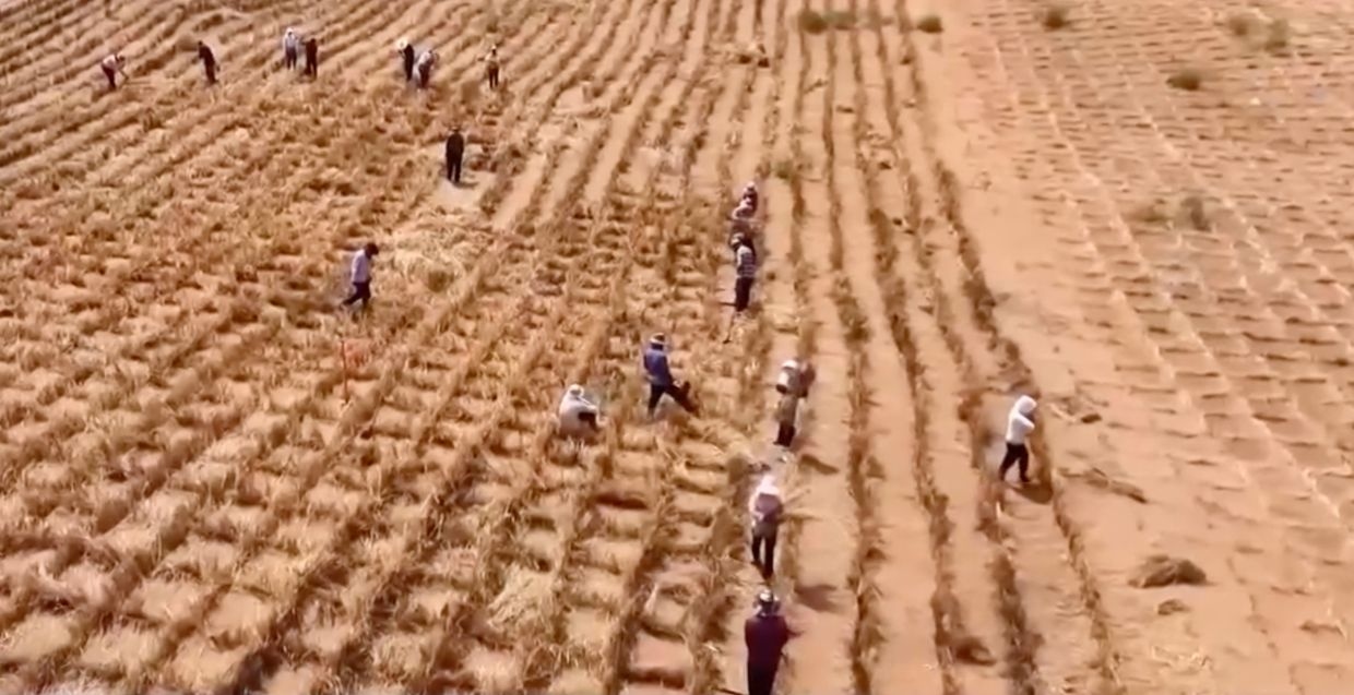 China's ‘green great wall' triggers hay fever misery: scientists