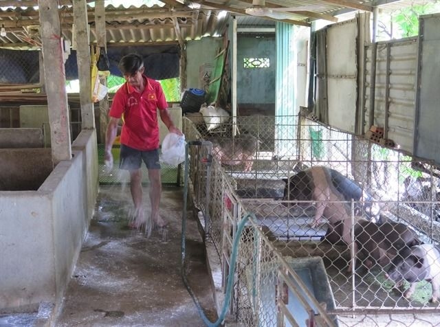 Vietnam warns of food supply disruptions as African swine fever spreads