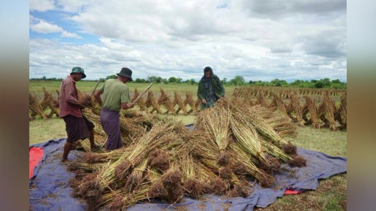 Myanmar to offer low-interest loans to drive growth in agriculture, livestock sectors