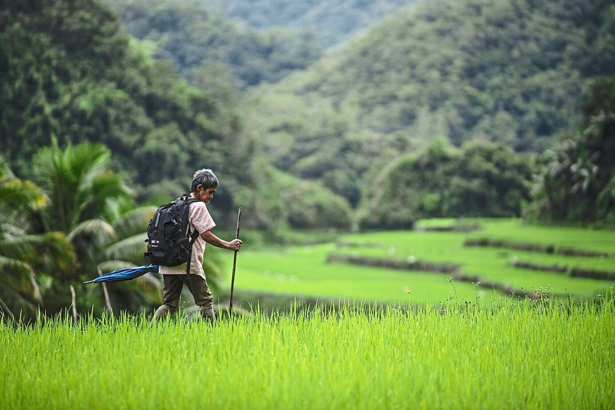 Philippine lawmaker seeks prioritisation of rice tariff law amendments