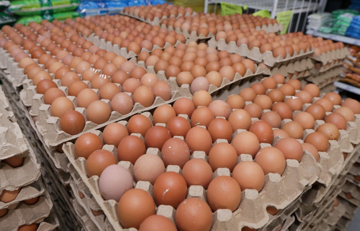 Egg subsidy cuts save govt RM135mil