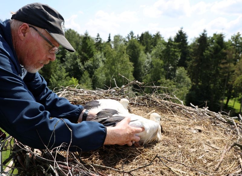 Denmark records highest number of white stork nestlings in decades