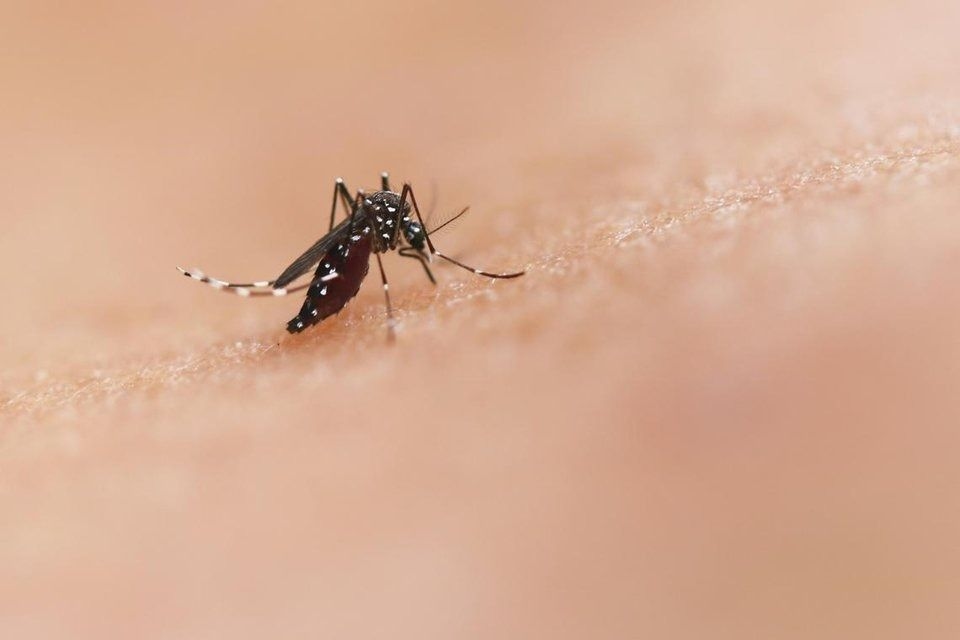China reports record wave of mosquito-borne chikungunya virus