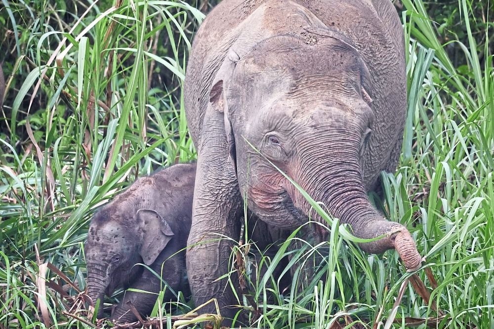 Taking a compassionate approach to jumbo care