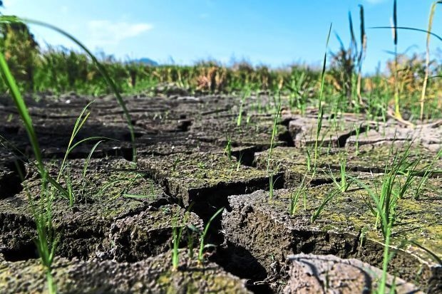 Climate stress ravages Terengganu coral reefs