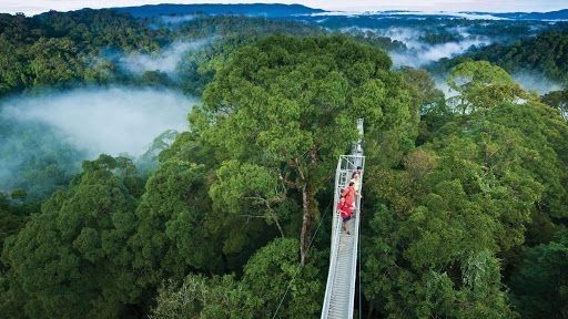 Brunei emphasises sustainable forest management and environmental protection for its future generation