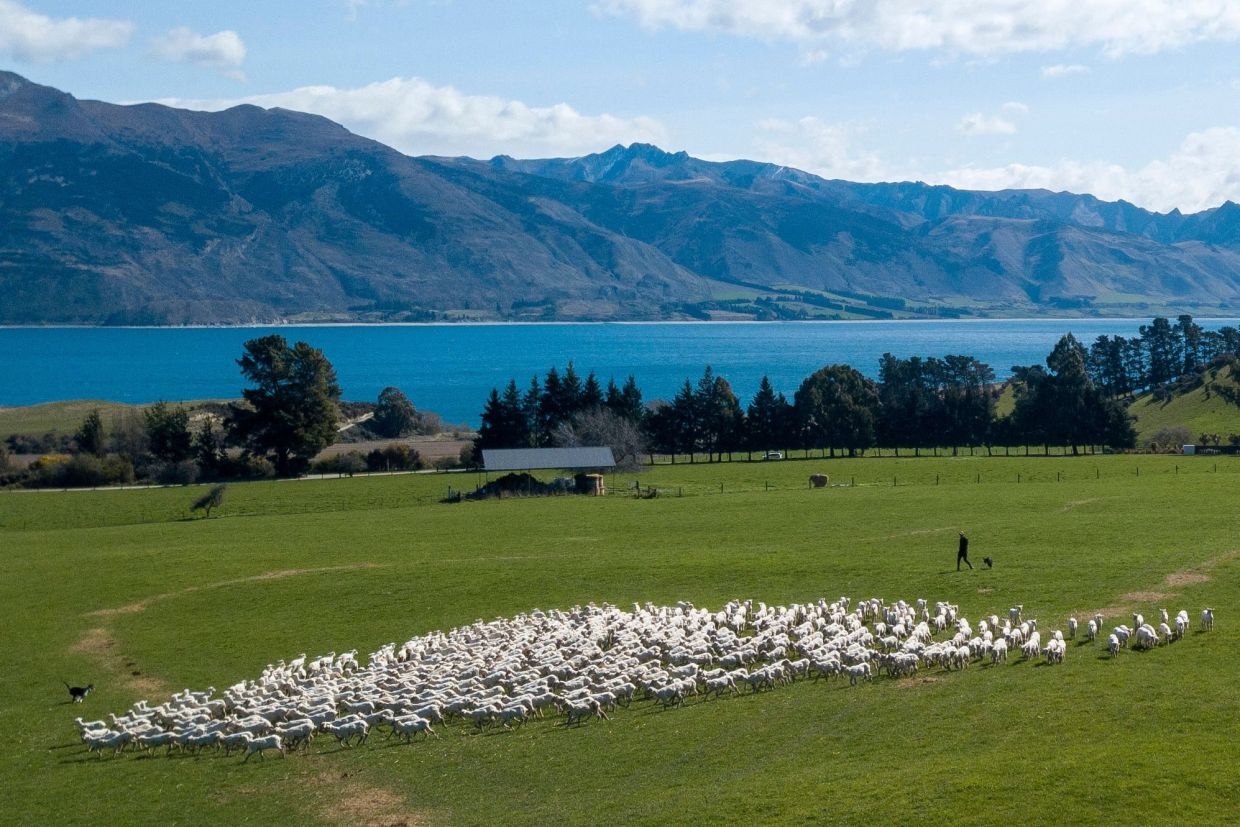 New Zealand farmers battle pine forests to 'save our sheep'