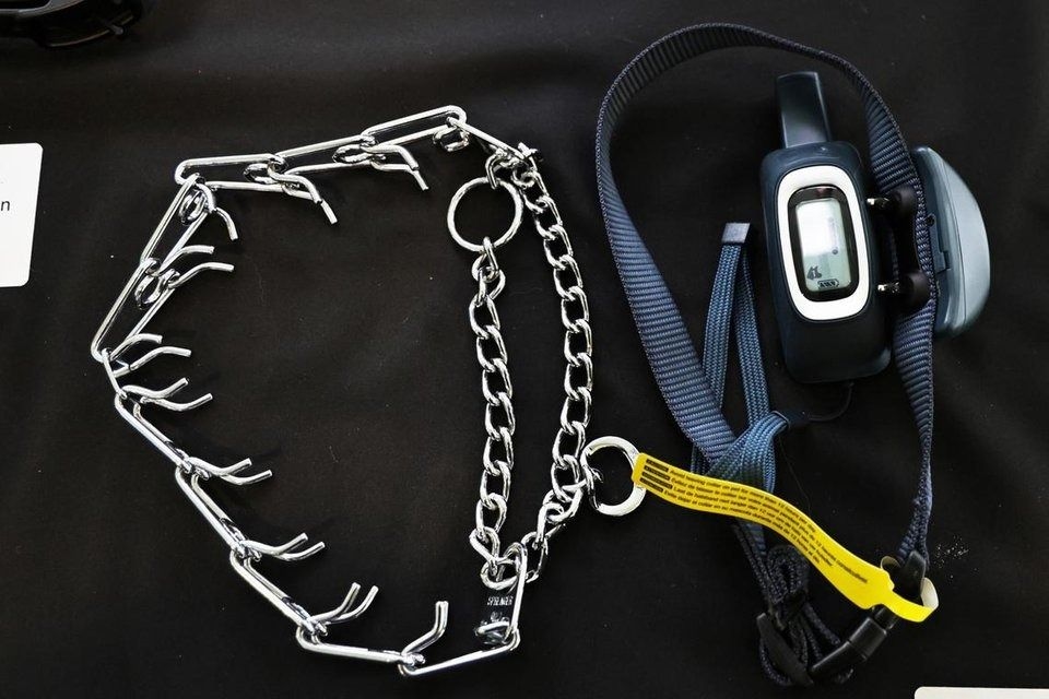 New Singapore advisory cautions against use of electronic shock collars, prong collars on dogs