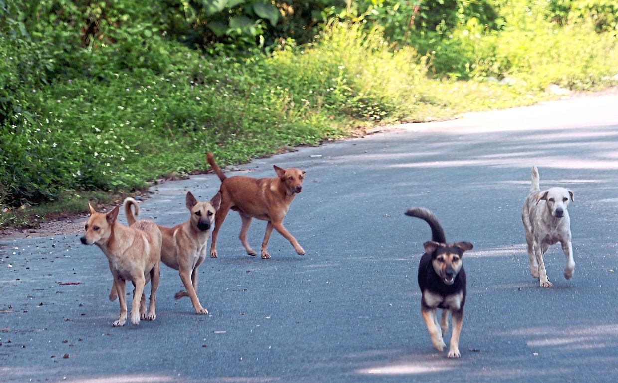 A humane path for strays