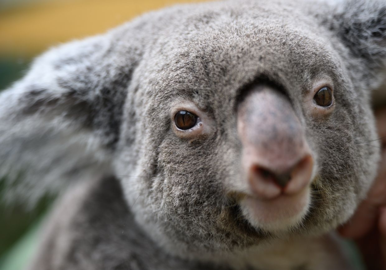 Koalas live in the trees and die on the ground, research shows