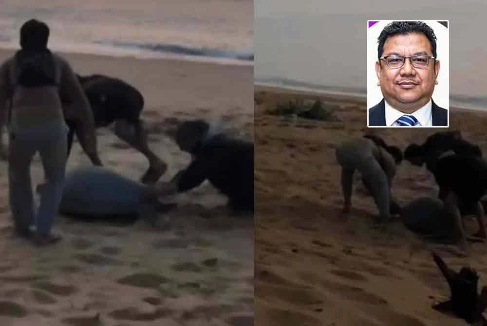 QuickCheck: Were three people filmed disturbing a turtle at a conservation site in Cherating?
