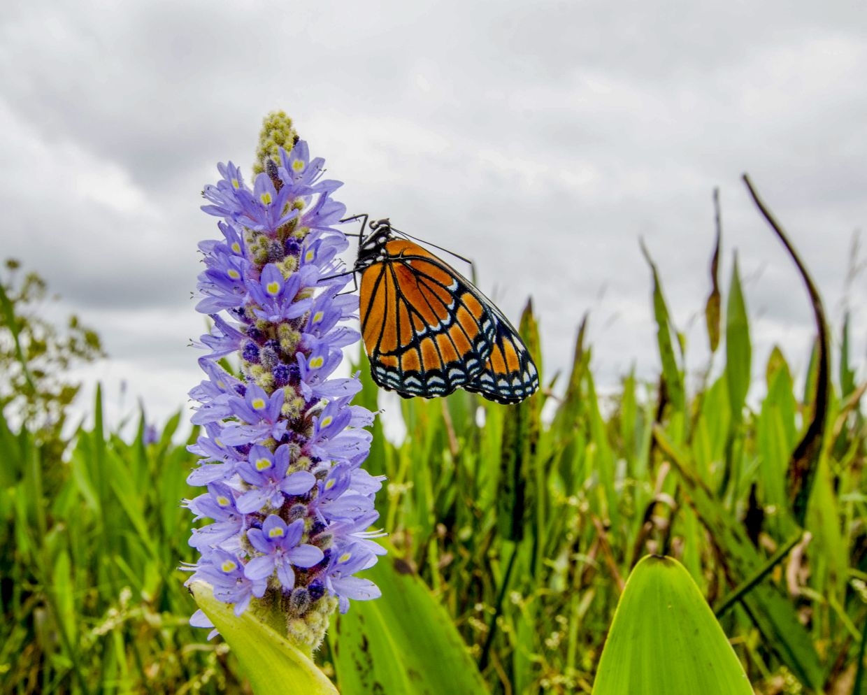 Citizen scientists are accelerating ecology research, study suggests