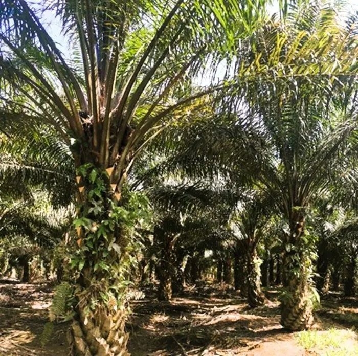 Harn Len declares special dividend after strong 4Q