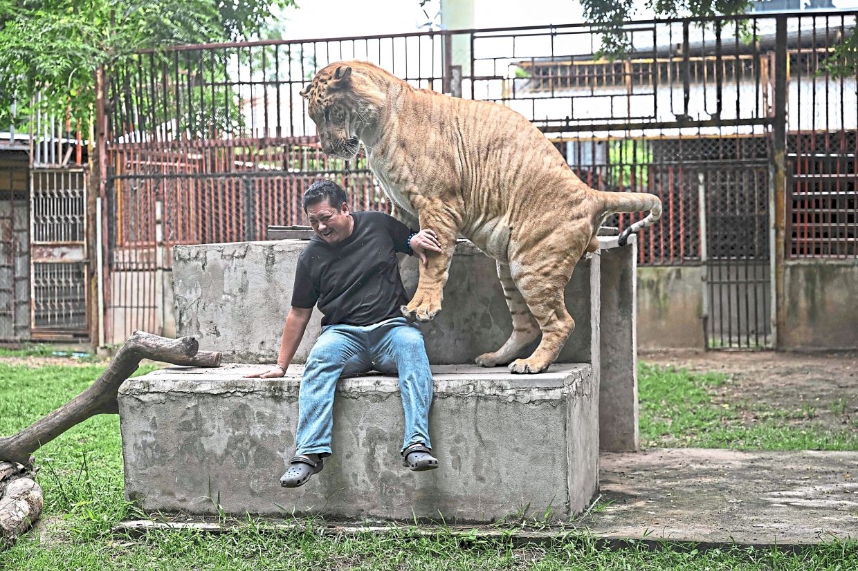 Thailand's big cat problem: The country's captive lion population has exploded