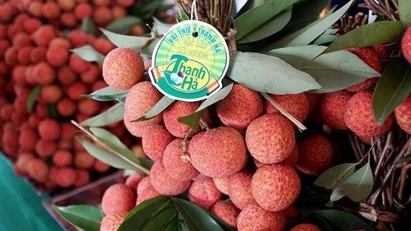 Vietnamese lychees attract global buyers