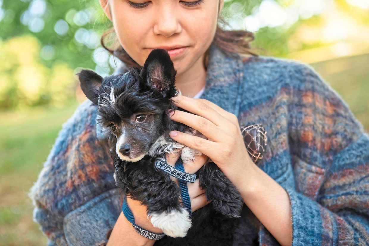 Watching videos of dogs can help you relax: study