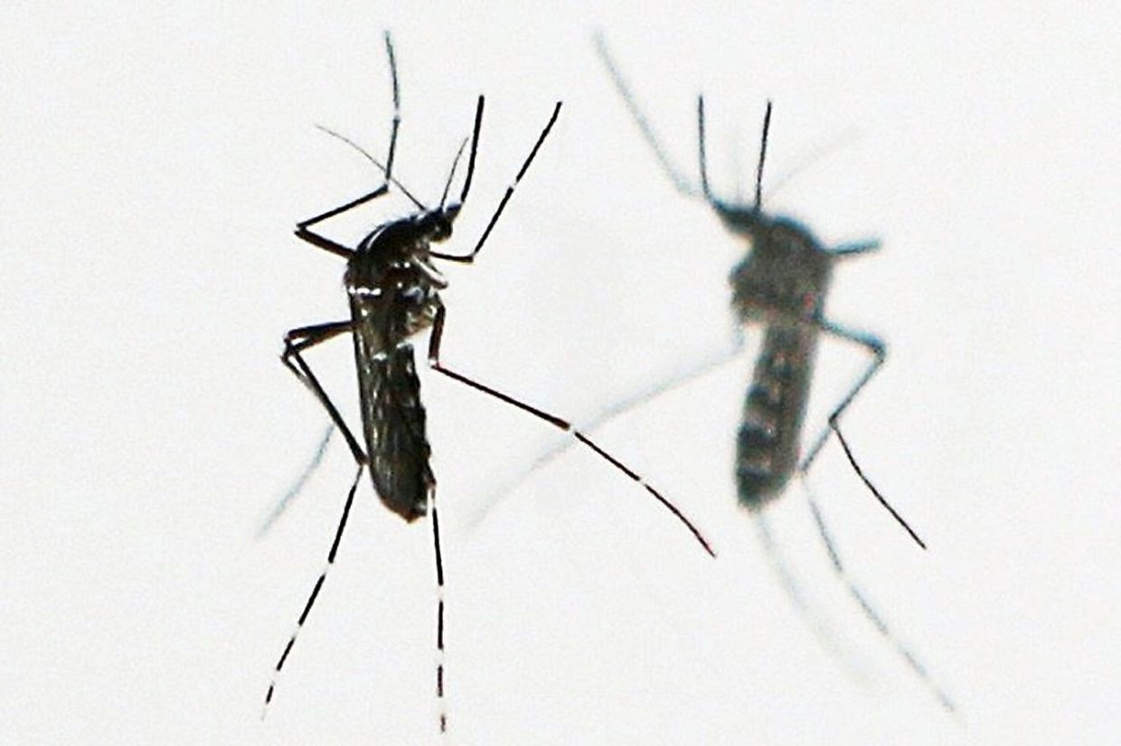 Tiny terror meets its match