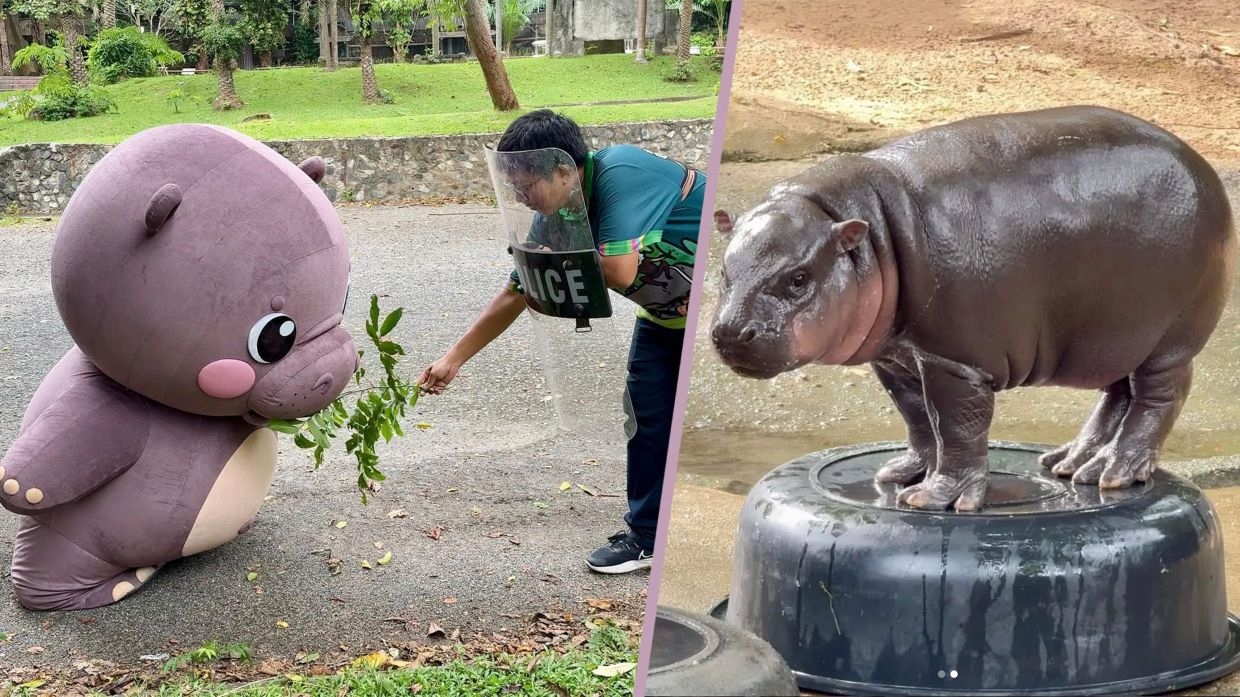 Thai zoo shares video of Moo Deng mascot on ‘attack' during drill, amuses viewers
