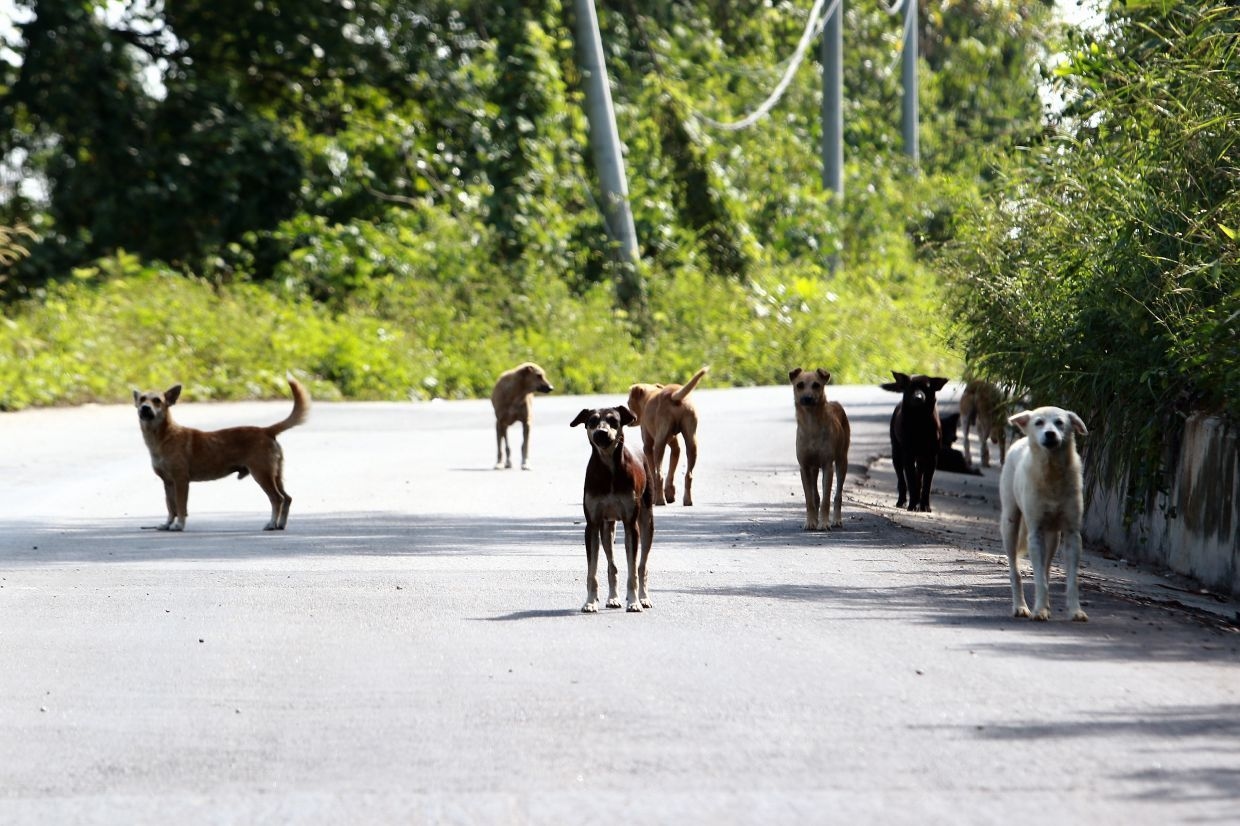 Melaka allocates land in Merlimau for stray animal shelter