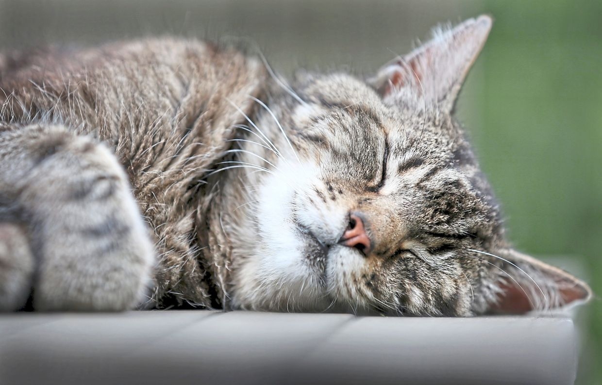 Why cats prefer sleeping on their left