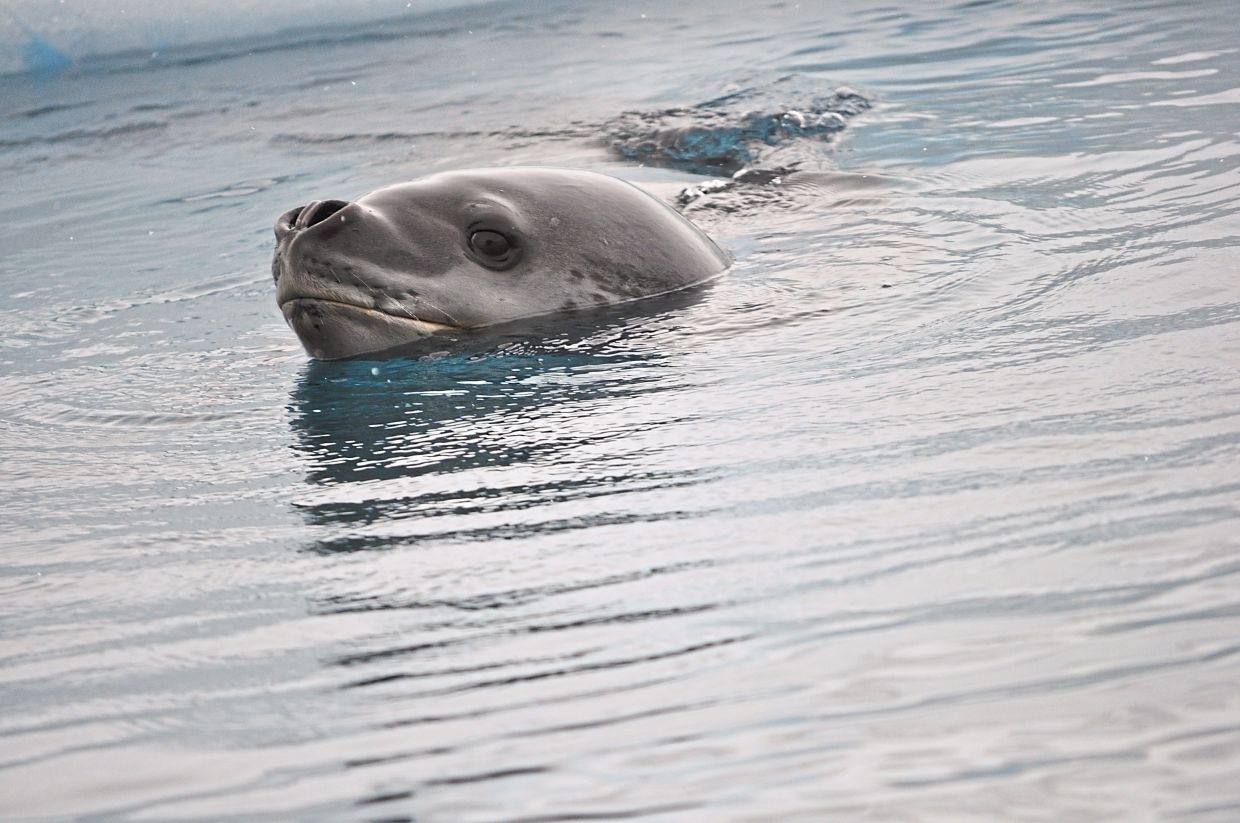 Seals sing 'otherworldly' songs structured like nursery rhymes