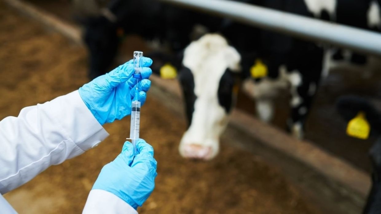Australia develops the world's first foot and mouth vaccine to protect livestock